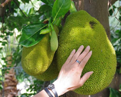 Jackfruit