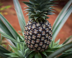 Pineapple
